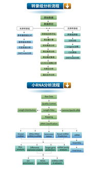 生工生物優質技術服務推薦 高通量測序與轉錄組、小RNA分析